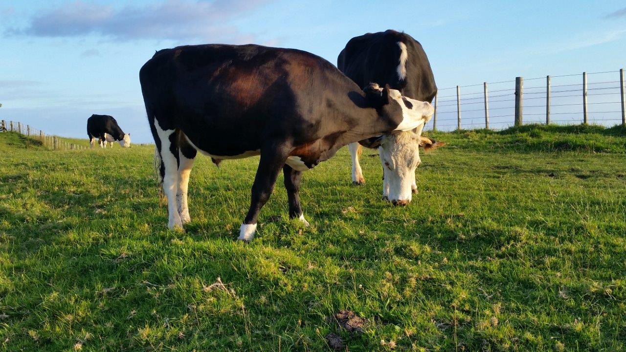 Trang trại bò hạnh phúc tại Newzealand, khởi nguồn dòng sữa Natrumax chất lượng
